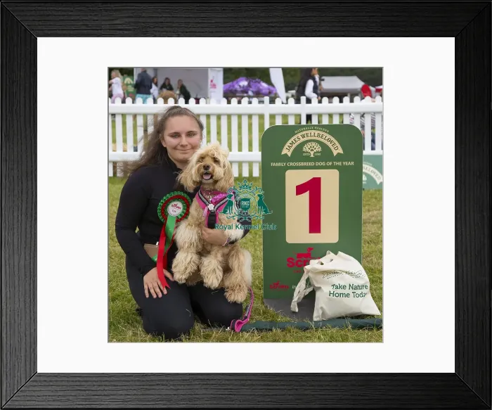 Framed Print : Scruffts 2023 regional round DogFest Tatton Park, Manchester Framed Print : Scruffts 2023 regional round DogFest Tatton Park, Manchester