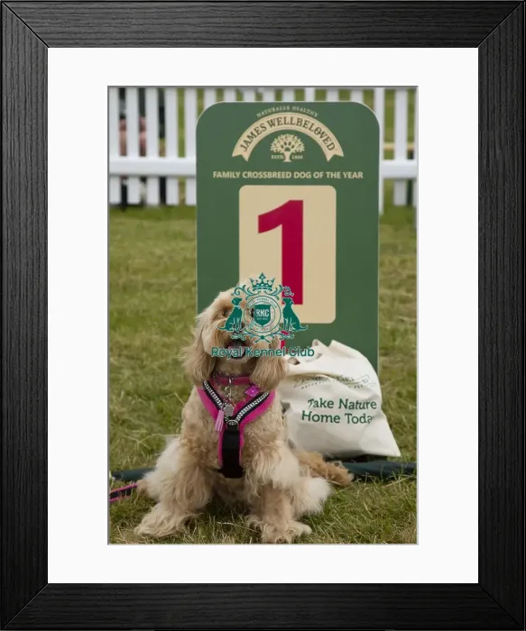 Framed Print : Scruffts 2023 regional round DogFest Tatton Park, Manchester Framed Print : Scruffts 2023 regional round DogFest Tatton Park, Manchester
