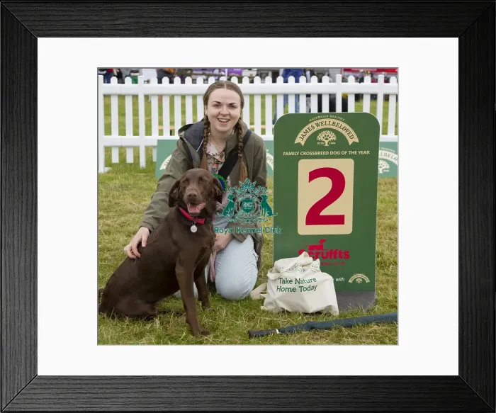 Framed Print : Scruffts 2023 regional round DogFest Tatton Park, Manchester Framed Print : Scruffts 2023 regional round DogFest Tatton Park, Manchester