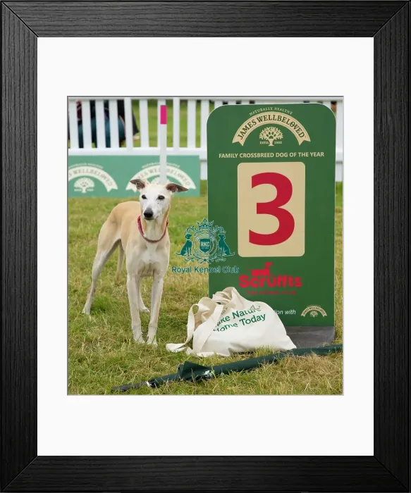 Framed Print : Scruffts 2023 regional round DogFest Tatton Park, Manchester Framed Print : Scruffts 2023 regional round DogFest Tatton Park, Manchester