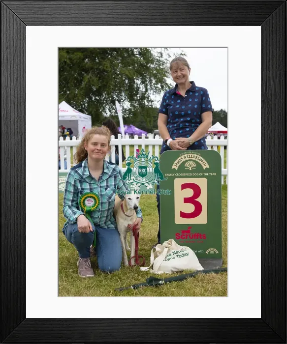 Framed Print : Scruffts 2023 regional round DogFest Tatton Park, Manchester Framed Print : Scruffts 2023 regional round DogFest Tatton Park, Manchester