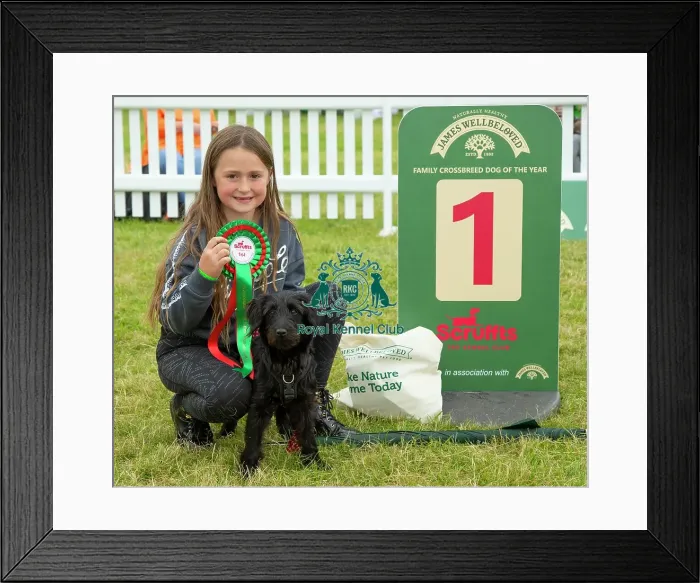 Framed Print : Scruffts 2023 regional round DogFest Tatton Park, Manchester Framed Print : Scruffts 2023 regional round DogFest Tatton Park, Manchester