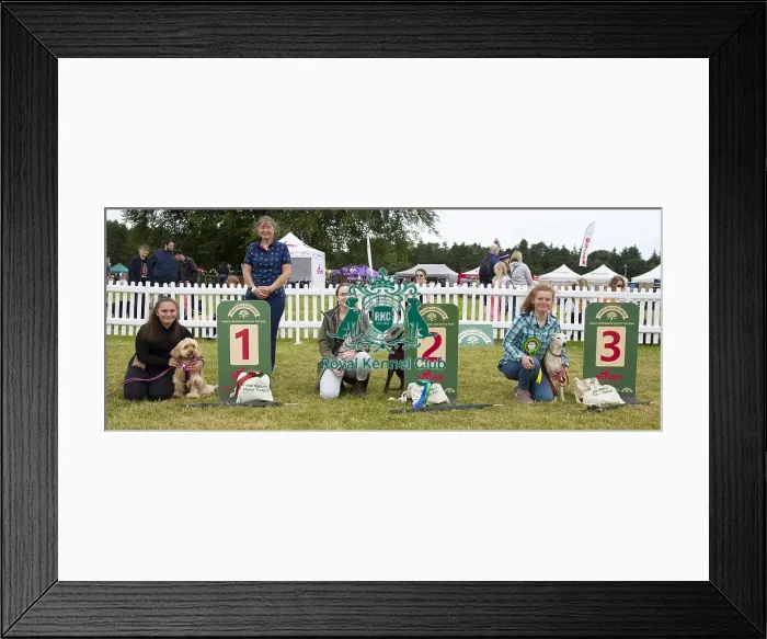 Framed Print : Scruffts 2023 regional round DogFest Tatton Park, Manchester Framed Print : Scruffts 2023 regional round DogFest Tatton Park, Manchester