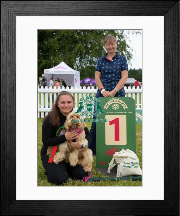 Framed Print : Scruffts 2023 regional round DogFest Tatton Park, Manchester Framed Print : Scruffts 2023 regional round DogFest Tatton Park, Manchester