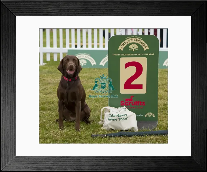 Framed Print : Scruffts 2023 regional round DogFest Tatton Park, Manchester Framed Print : Scruffts 2023 regional round DogFest Tatton Park, Manchester
