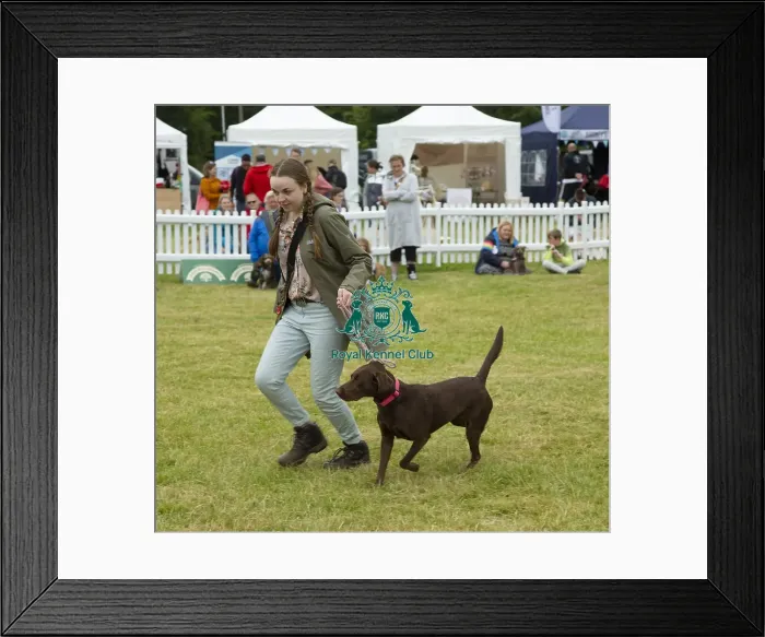 Framed Print : Scruffts 2023 regional round DogFest Tatton Park, Manchester Framed Print : Scruffts 2023 regional round DogFest Tatton Park, Manchester