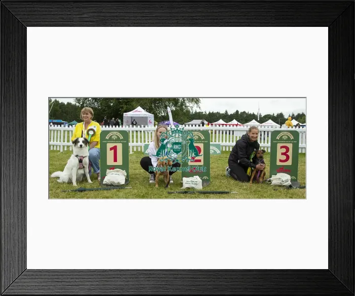 Framed Print : Scruffts 2023 regional round DogFest Tatton Park, Manchester Framed Print : Scruffts 2023 regional round DogFest Tatton Park, Manchester