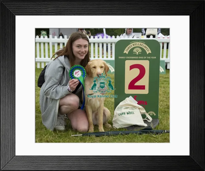 Framed Print : Scruffts 2023 regional round DogFest Tatton Park, Manchester Framed Print : Scruffts 2023 regional round DogFest Tatton Park, Manchester