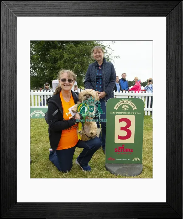Framed Print : Scruffts 2023 regional round DogFest Tatton Park, Manchester Framed Print : Scruffts 2023 regional round DogFest Tatton Park, Manchester