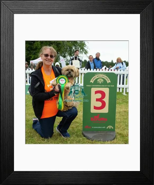 Framed Print : Scruffts 2023 regional round DogFest Tatton Park, Manchester Framed Print : Scruffts 2023 regional round DogFest Tatton Park, Manchester
