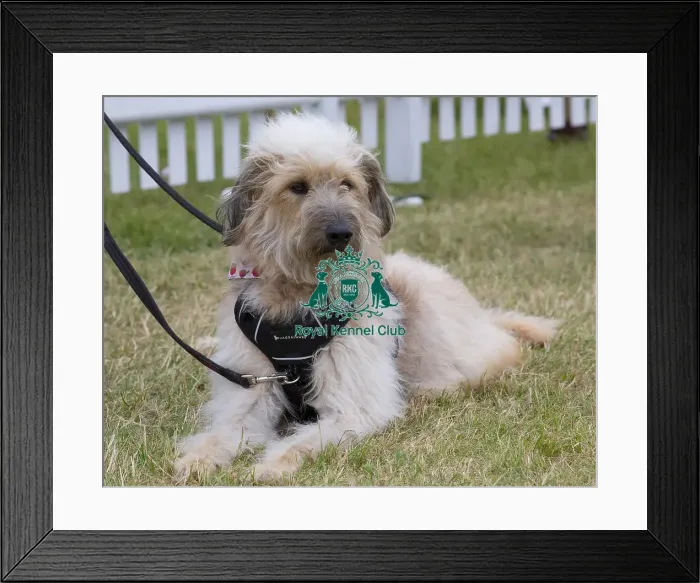 Framed Print : Scruffts 2023 regional round DogFest Tatton Park, Manchester Framed Print : Scruffts 2023 regional round DogFest Tatton Park, Manchester