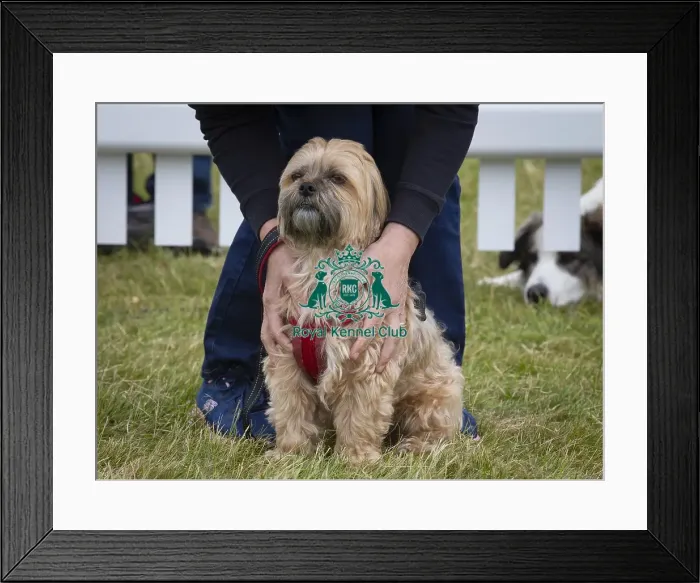 Framed Print : Scruffts 2023 regional round DogFest Tatton Park, Manchester Framed Print : Scruffts 2023 regional round DogFest Tatton Park, Manchester