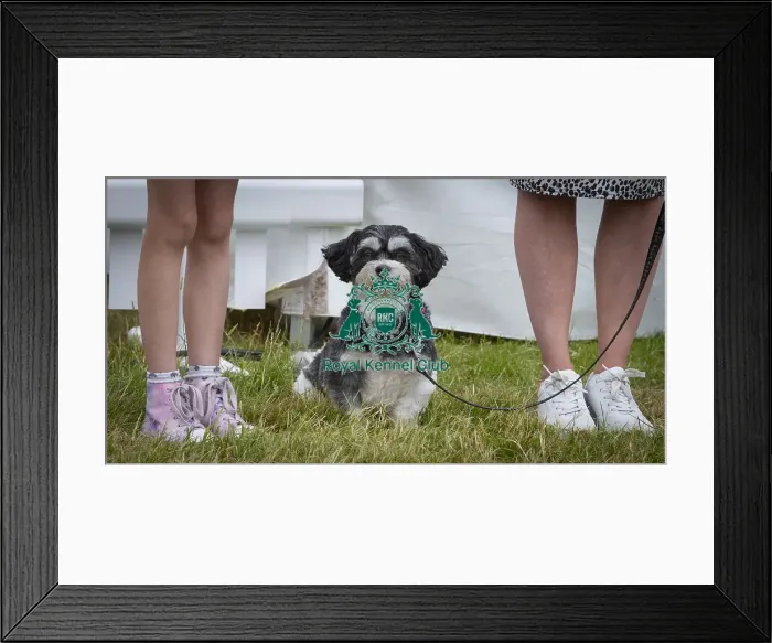 Framed Print : Scruffts 2023 regional round DogFest Tatton Park, Manchester Framed Print : Scruffts 2023 regional round DogFest Tatton Park, Manchester