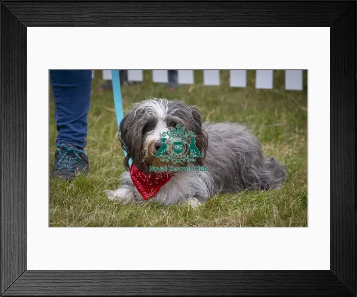 Framed Print : Scruffts 2023 regional round DogFest Tatton Park, Manchester Framed Print : Scruffts 2023 regional round DogFest Tatton Park, Manchester
