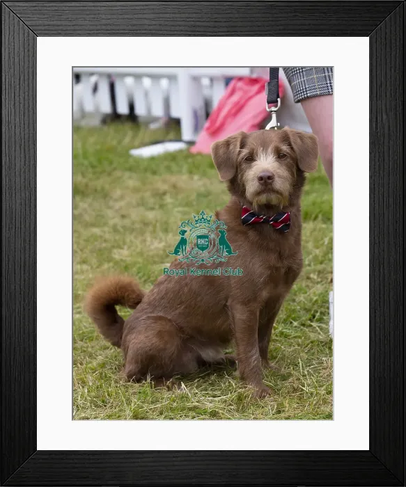 Framed Print : Scruffts 2023 regional round DogFest Tatton Park, Manchester Framed Print : Scruffts 2023 regional round DogFest Tatton Park, Manchester
