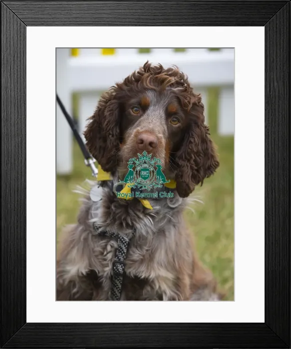 Framed Print : Scruffts 2023 regional round DogFest Tatton Park, Manchester Framed Print : Scruffts 2023 regional round DogFest Tatton Park, Manchester