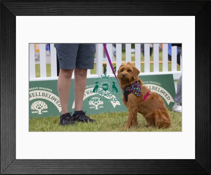 Framed Print : Scruffts 2023 regional round DogFest Tatton Park, Manchester Framed Print : Scruffts 2023 regional round DogFest Tatton Park, Manchester