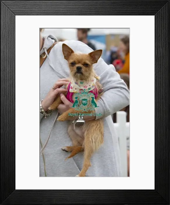 Framed Print : Scruffts 2023 regional round DogFest Tatton Park, Manchester Framed Print : Scruffts 2023 regional round DogFest Tatton Park, Manchester