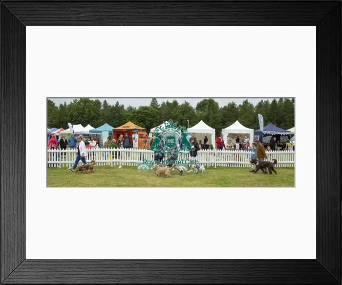 Framed Print : Scruffts 2023 regional round DogFest Tatton Park, Manchester Framed Print : Scruffts 2023 regional round DogFest Tatton Park, Manchester