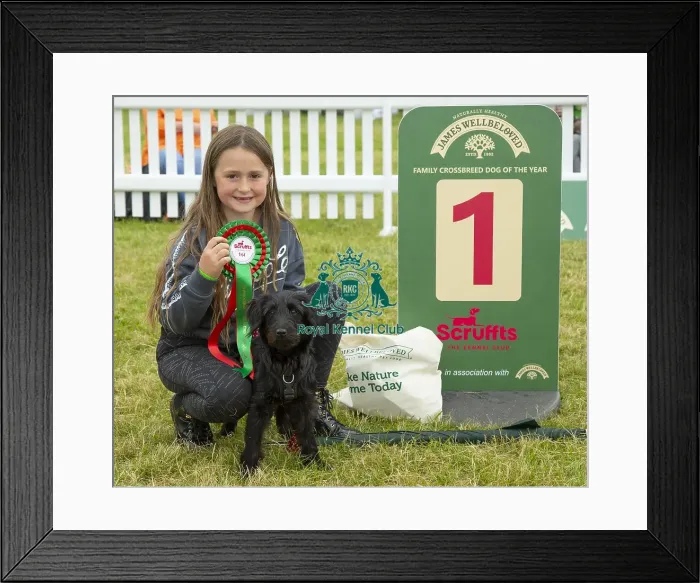 Framed Print : Scruffts 2023 regional round DogFest Tatton Park, Manchester Framed Print : Scruffts 2023 regional round DogFest Tatton Park, Manchester