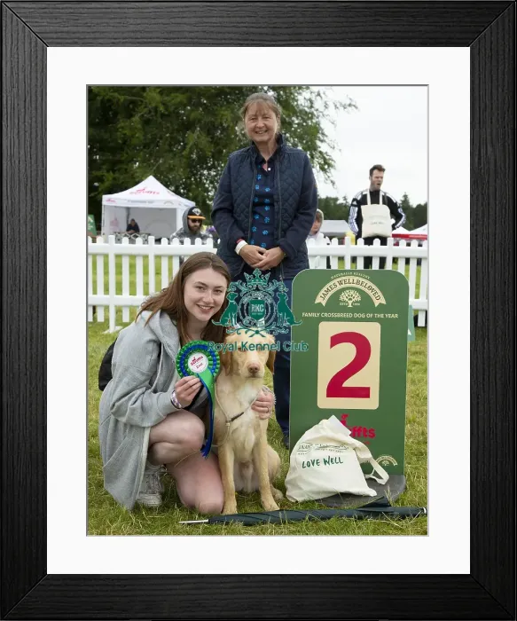 Framed Print : Scruffts 2023 regional round DogFest Tatton Park, Manchester Framed Print : Scruffts 2023 regional round DogFest Tatton Park, Manchester