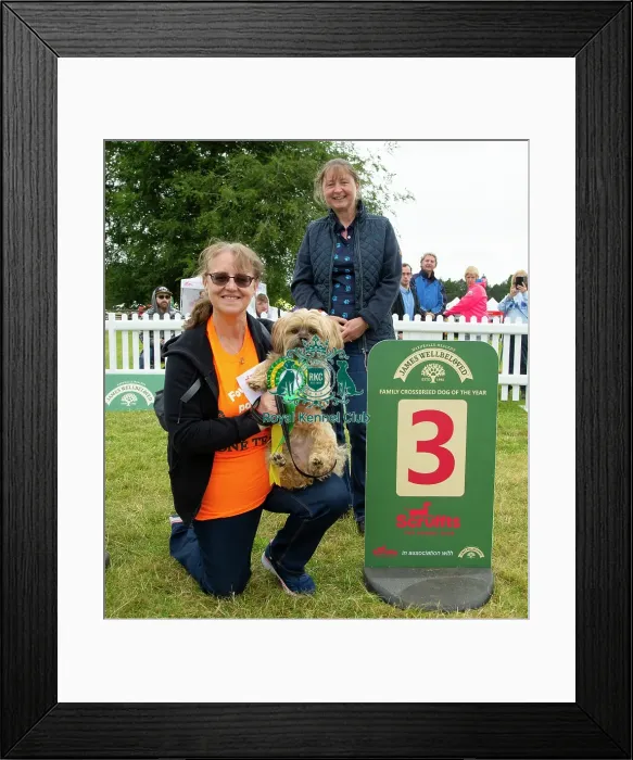 Framed Print : Scruffts 2023 regional round DogFest Tatton Park, Manchester Framed Print : Scruffts 2023 regional round DogFest Tatton Park, Manchester