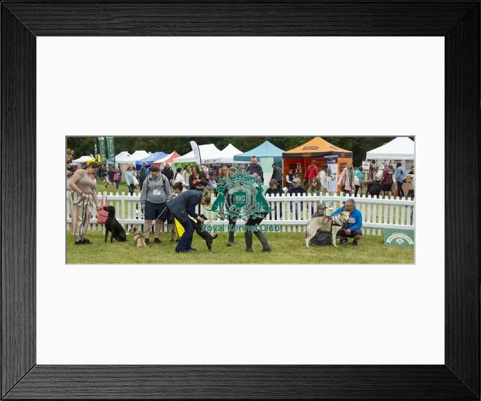 Framed Print : Scruffts 2023 regional round DogFest Tatton Park, Manchester Framed Print : Scruffts 2023 regional round DogFest Tatton Park, Manchester