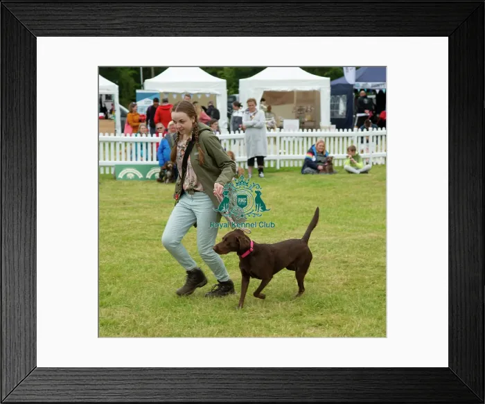 Framed Print : Scruffts 2023 regional round DogFest Tatton Park, Manchester Framed Print : Scruffts 2023 regional round DogFest Tatton Park, Manchester