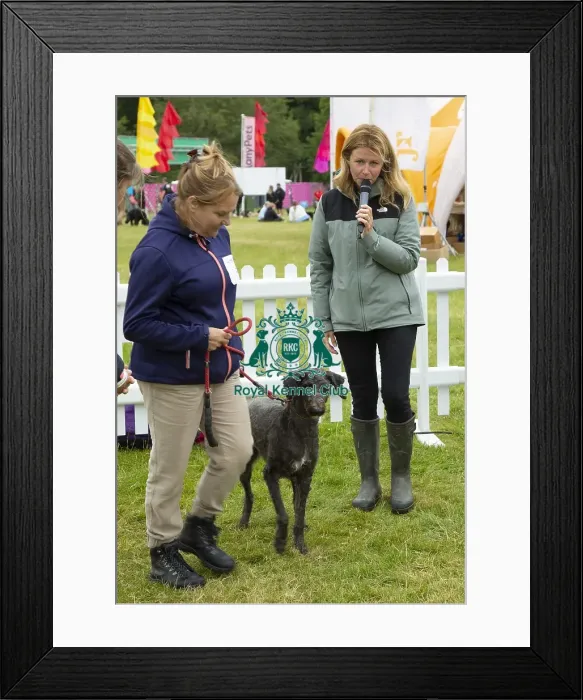 Framed Print : Scruffts 2023 regional round DogFest Tatton Park, Manchester Framed Print : Scruffts 2023 regional round DogFest Tatton Park, Manchester