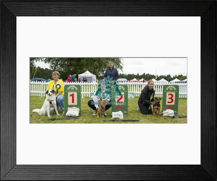 Framed Print : Scruffts 2023 regional round DogFest Tatton Park, Manchester Framed Print : Scruffts 2023 regional round DogFest Tatton Park, Manchester