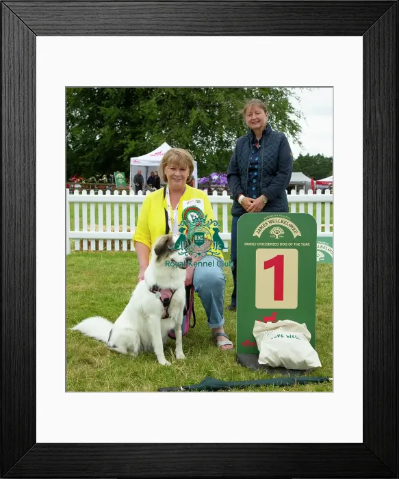 Framed Print : Scruffts 2023 regional round DogFest Tatton Park, Manchester Framed Print : Scruffts 2023 regional round DogFest Tatton Park, Manchester