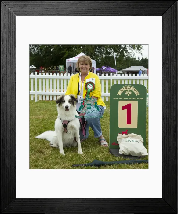 Framed Print : Scruffts 2023 regional round DogFest Tatton Park, Manchester Framed Print : Scruffts 2023 regional round DogFest Tatton Park, Manchester