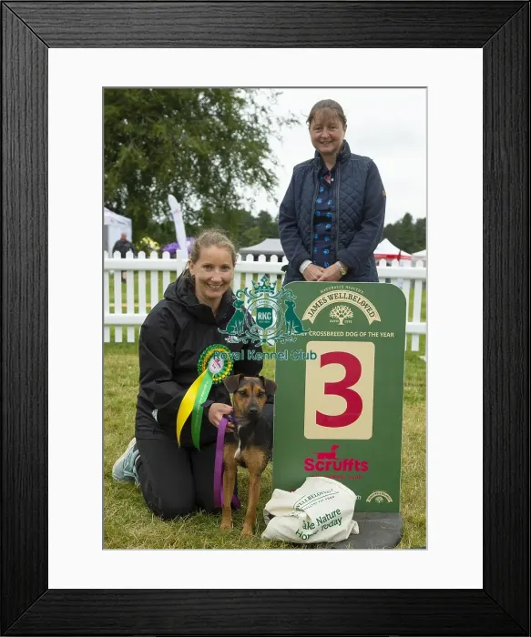 Framed Print : Scruffts 2023 regional round DogFest Tatton Park, Manchester