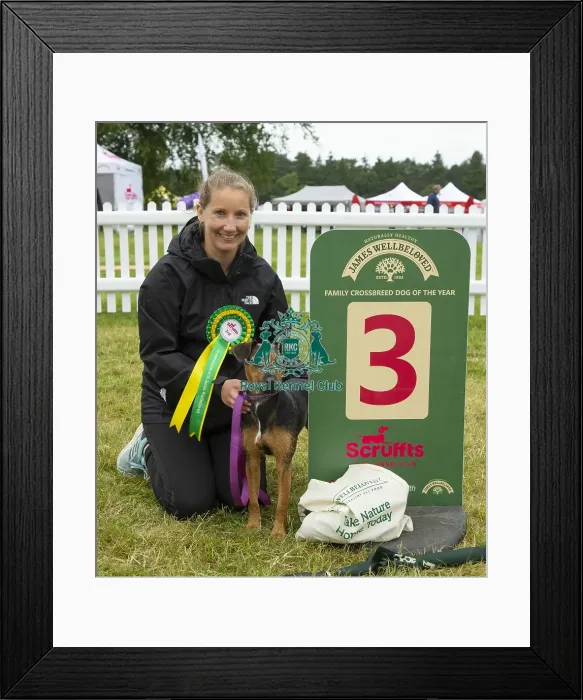 Framed Print : Scruffts 2023 regional round DogFest Tatton Park, Manchester Framed Print : Scruffts 2023 regional round DogFest Tatton Park, Manchester