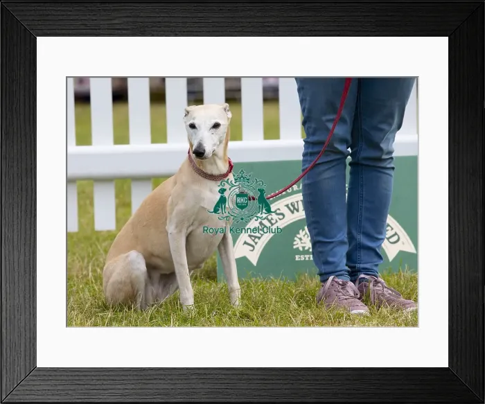Framed Print : Scruffts 2023 regional round DogFest Tatton Park, Manchester Framed Print : Scruffts 2023 regional round DogFest Tatton Park, Manchester