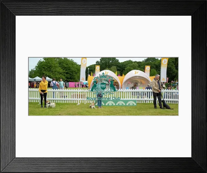 Framed Print : Scruffts 2023 regional round DogFest Tatton Park, Manchester Framed Print : Scruffts 2023 regional round DogFest Tatton Park, Manchester