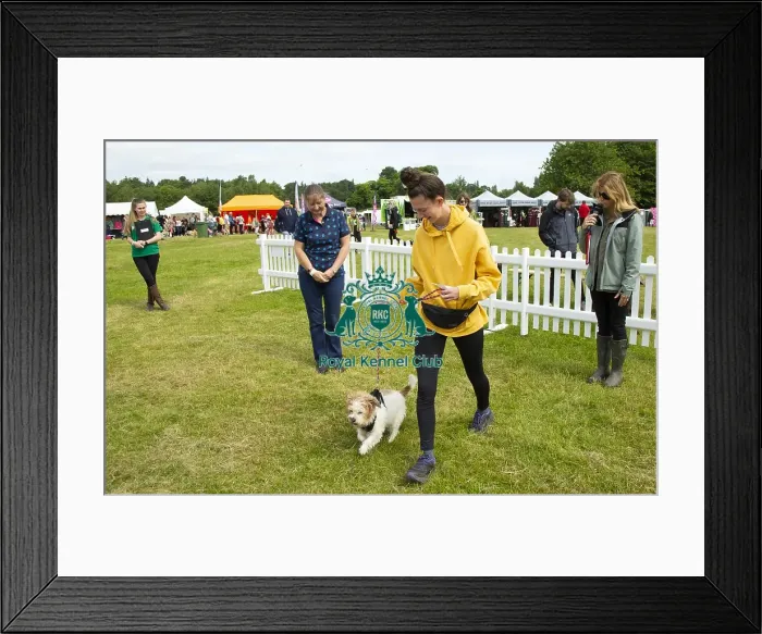 Framed Print : Scruffts 2023 regional round DogFest Tatton Park, Manchester Framed Print : Scruffts 2023 regional round DogFest Tatton Park, Manchester