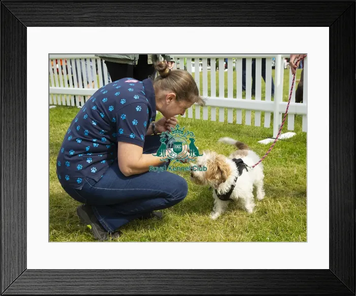 Framed Print : Scruffts 2023 regional round DogFest Tatton Park, Manchester Framed Print : Scruffts 2023 regional round DogFest Tatton Park, Manchester