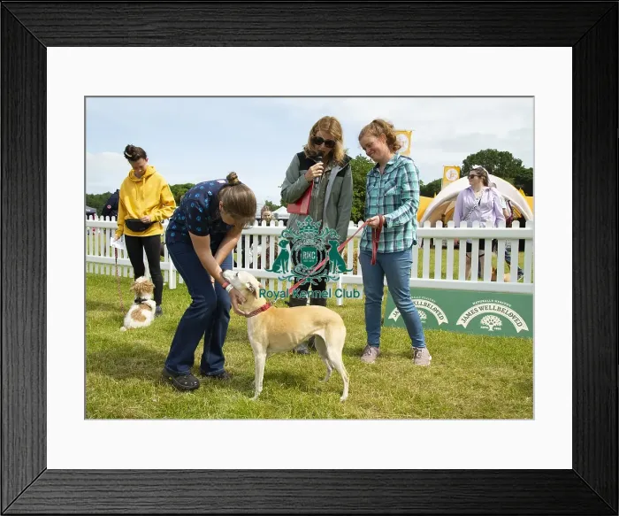 Framed Print : Scruffts 2023 regional round DogFest Tatton Park, Manchester Framed Print : Scruffts 2023 regional round DogFest Tatton Park, Manchester