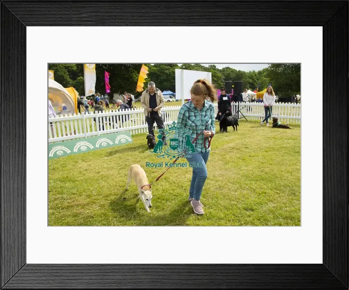Framed Print : Scruffts 2023 regional round DogFest Tatton Park, Manchester Framed Print : Scruffts 2023 regional round DogFest Tatton Park, Manchester