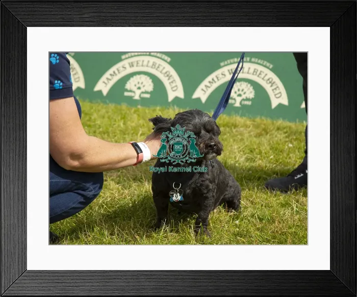 Framed Print : Scruffts 2023 regional round DogFest Tatton Park, Manchester Framed Print : Scruffts 2023 regional round DogFest Tatton Park, Manchester