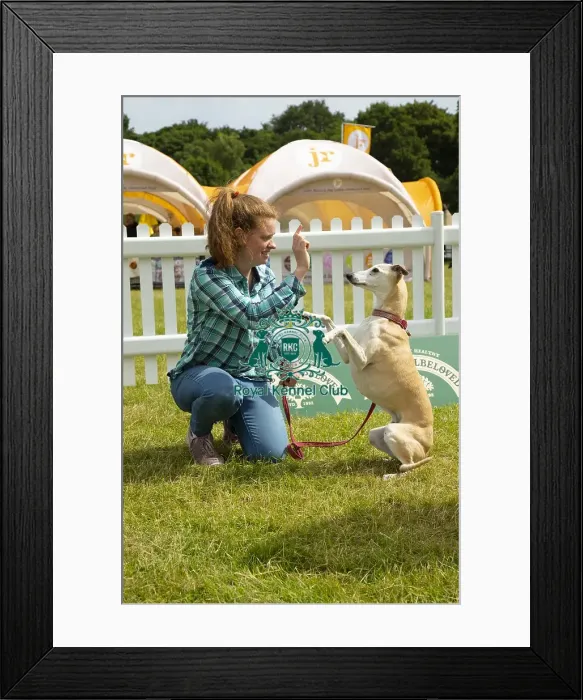 Framed Print : Scruffts 2023 regional round DogFest Tatton Park, Manchester Framed Print : Scruffts 2023 regional round DogFest Tatton Park, Manchester