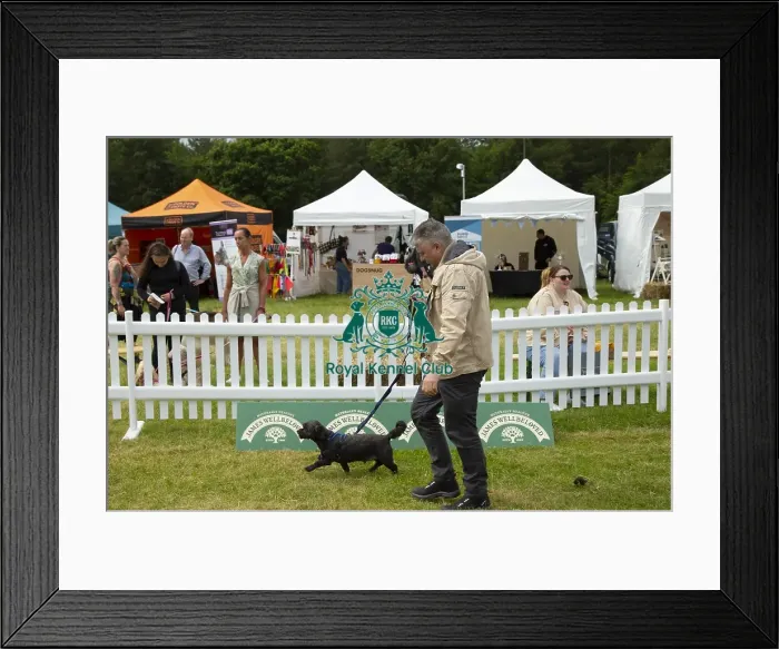 Framed Print : Scruffts 2023 regional round DogFest Tatton Park, Manchester Framed Print : Scruffts 2023 regional round DogFest Tatton Park, Manchester