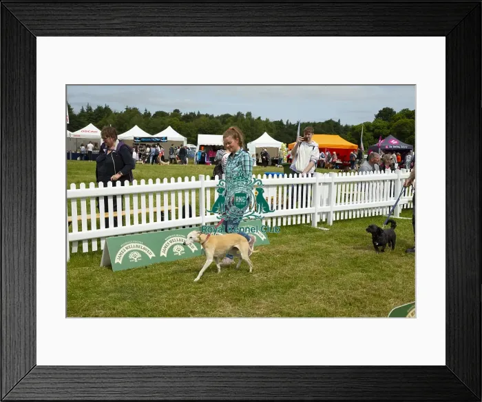 Framed Print : Scruffts 2023 regional round DogFest Tatton Park, Manchester Framed Print : Scruffts 2023 regional round DogFest Tatton Park, Manchester