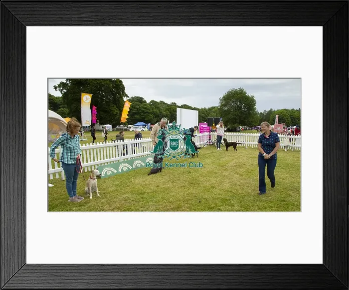 Framed Print : Scruffts 2023 regional round DogFest Tatton Park, Manchester Framed Print : Scruffts 2023 regional round DogFest Tatton Park, Manchester