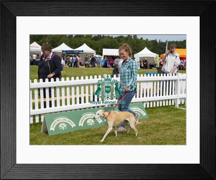 Framed Print : Scruffts 2023 regional round DogFest Tatton Park, Manchester Framed Print : Scruffts 2023 regional round DogFest Tatton Park, Manchester