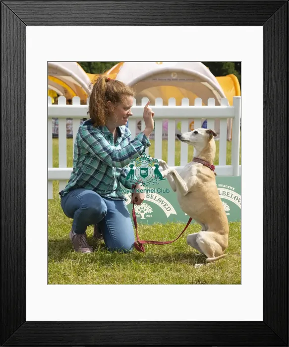 Framed Print : Scruffts 2023 regional round DogFest Tatton Park, Manchester Framed Print : Scruffts 2023 regional round DogFest Tatton Park, Manchester