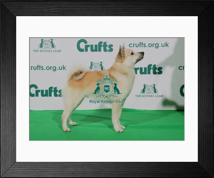 Framed Print : Best of Breed Crufts 2020 NORWEGIAN BUHUND