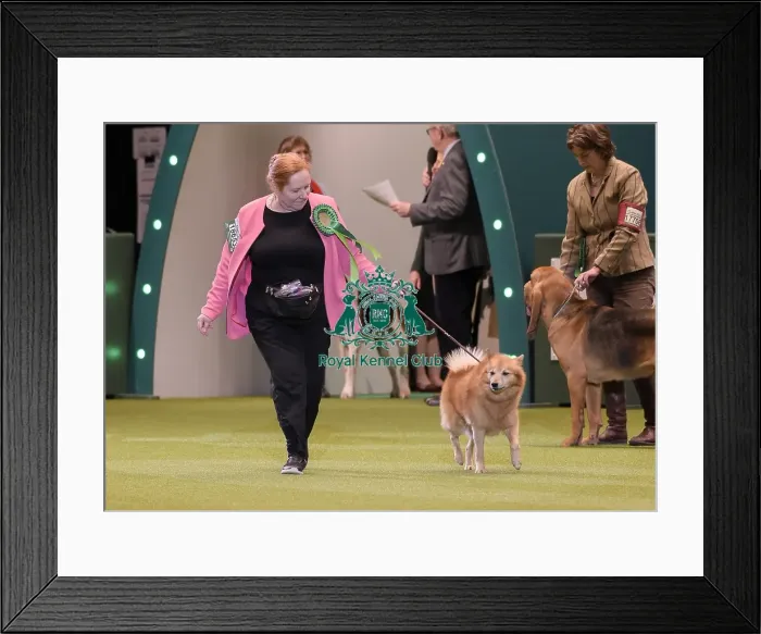 Framed Print : Crufts 2020 Framed Print : Crufts 2020