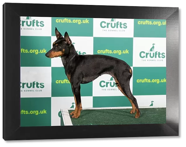 Best of Breed English Toy Terrier Crufts 2023